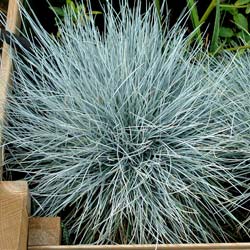 Festuca glauca 'Elijah Blue'